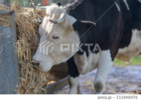 Cattle eating dry hay from metal feeder 131848978