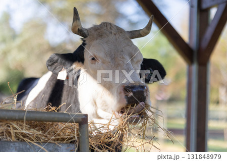 Livestock eating hay in farm shelter 131848979