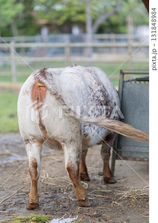 Cow standing in paddock showing speckled coat and tail Cow standing in paddock showing speckled coat and tail 131848984