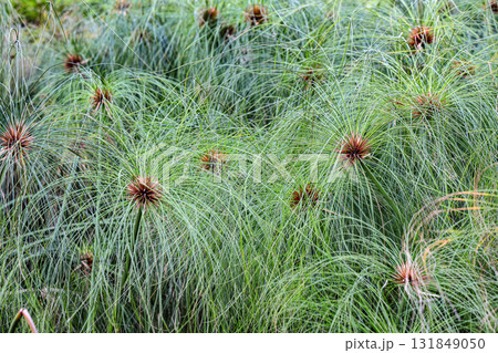 Egypt paper reeds ( Cyperus papyrus ) close up. 131849050