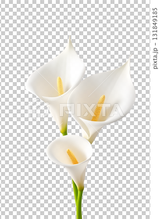 three beautiful fresh white calla arum lilies with long green stems arranged together 131849185