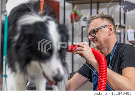 Groomer drying border collie's wet fur after bath 131849495