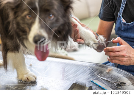 Dog groomer trimming border collie paw hair 131849502