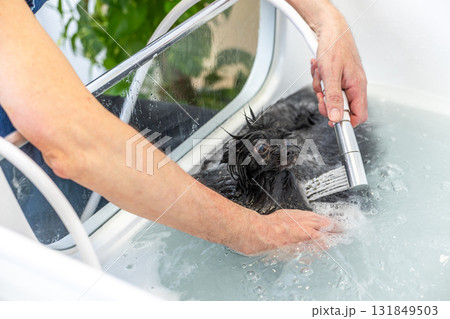 Wet pomeranian dog receiving bath during grooming session 131849503