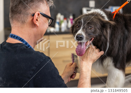 Professional groomer brushing border collie dog at pet salon Professional groomer brushing border collie dog at pet salon 131849505