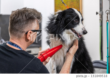 Man drying border collie dog after grooming bath Man drying border collie dog after grooming bath 131849518