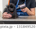 Wet pomeranian dog getting blow-dried in pet grooming salon 131849520
