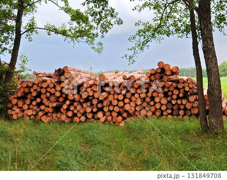 Freshly cut tree logs are stacked in forest. stack of fresh pine trees in summer. Pine logs before loading and transportation. Wood harvesting woodworking industry. Felled trees 131849708