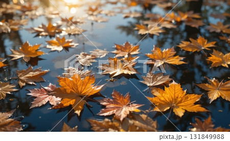 Golden Autumn Leaves Floating on Still Water Reflect Warm Sunlight in Peaceful Nature Scene Golden Autumn Leaves Floating on Still Water Reflect Warm Sunlight in Peaceful Nature Scene 131849988