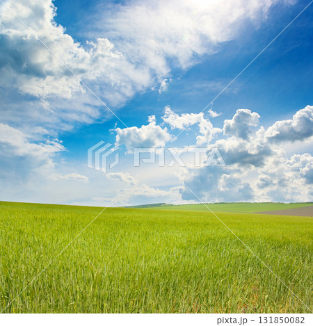Vast green field under dramatic cloudy sky with bright sunlight and copy space for natural landscape and environmental concepts Vast green field under dramatic cloudy sky with bright sunlight and copy space for natural landscape and environmental concepts 131850082