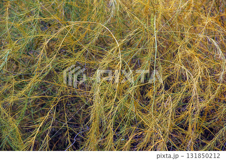 A close-up view of parasitic plant's cuscuta, or tali-putri. Golden-yellow threadlike tendrils intertwine and cover the host plant, creating intricate and unique patterns and structures. 131850212