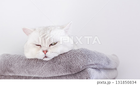 White fluffy cat resting on soft gray blanket, displaying a relaxed expression, creating a cozy and serene atmosphere in a home setting 131850834