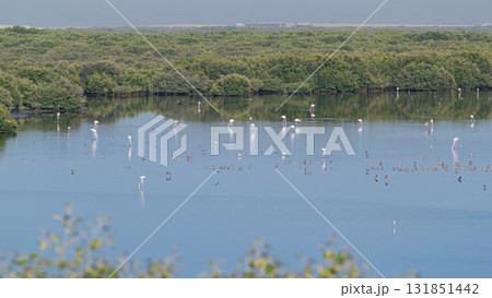Group of beautiful flamingo birds with reflections, walking at the lake timelapse in Ajman, UAE Group of beautiful flamingo birds with reflections, walking at the lake timelapse in Ajman, UAE 131851442