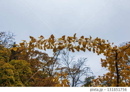 Golden and yellow leaves of ginkgo biloba tree on blurred background of blue sky. Selective focus. Nature concept for design. 131851756