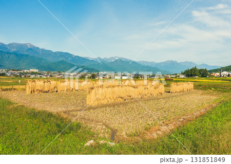 稲架掛けと後立山連峰【北安曇郡池田町】 131851849