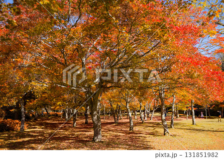 紅葉 131851982