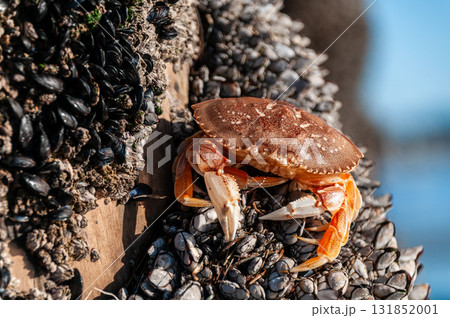 Close-up of a crab 131852001