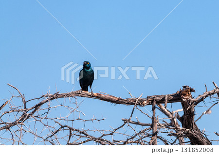 A Cape glossy starling -Lamprotornis nitens- sitting on a tree in Etosha A Cape glossy starling -Lamprotornis nitens- sitting on a tree in Etosha 131852008