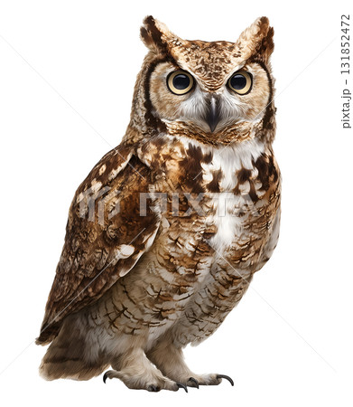 Realistic Owl with Tufted Feathers and Intense Eyes on White 131852472