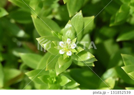北海道北部の海岸沿いで見た厚みのある葉の頂上に白色の花弁が可愛いハマハコベの花 北海道北部の海岸沿いで見た厚みのある葉の頂上に白色の花弁が可愛いハマハコベの花 131852539