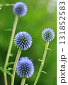ルリタマアザミ 131852583