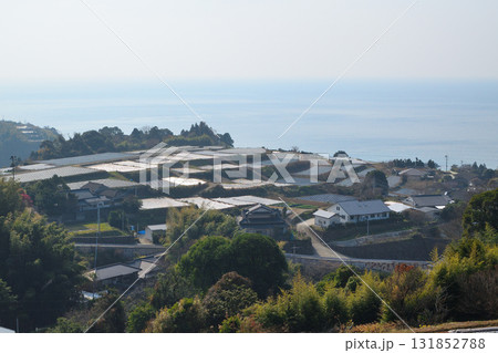 長島のだんだん畑 長島のだんだん畑 131852788