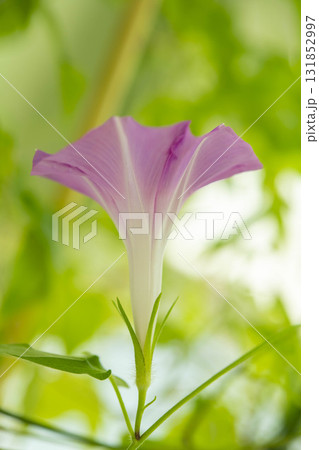 朝顔の成長 131852997