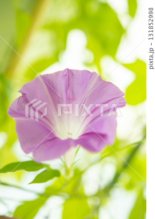 朝顔の成長 131852998