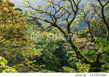 朝日に映える新緑　世界自然遺産屋久島の森 131853096