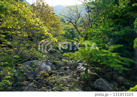 朝日に映える新緑 世界自然遺産屋久島の森 朝日に映える新緑 世界自然遺産屋久島の森 131853105
