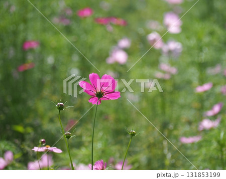 コスモス畑 131853199