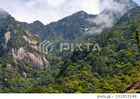 新緑が映える　西部林道地域の山　　世界自然遺産屋久島 131853249