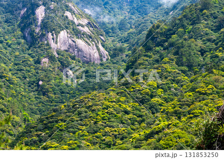 新緑が映える　西部林道地域の山　　世界自然遺産屋久島 131853250