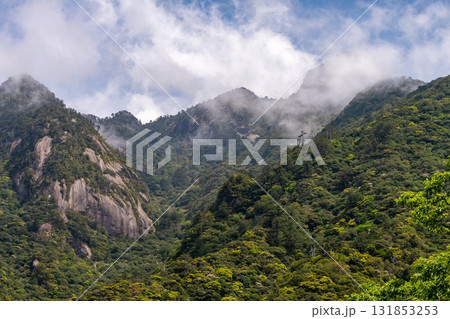 新緑が映える　西部林道地域の山　　世界自然遺産屋久島 131853253
