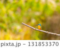 カワセミ羽休み 131853370