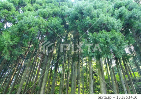 杉林を下から仰ぎ見る 131853410