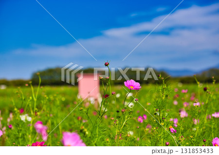 コスモスの季節がきた宮ノ下コスモス広苑 131853433