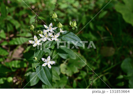 アケボノソウの白い花とアリ 131853664