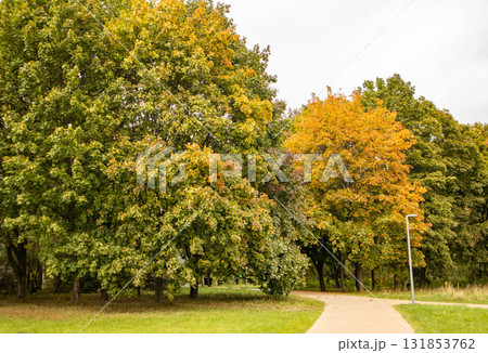 Autumn trees and a curved pedestrian path in an urban park Autumn trees and a curved pedestrian path in an urban park 131853762