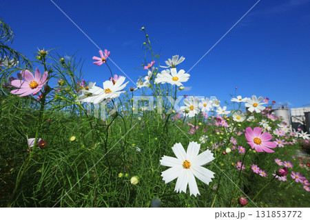 コスモス4440 131853772