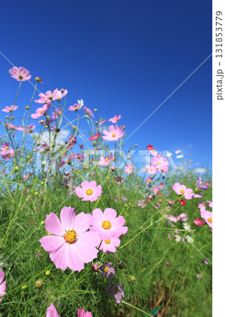 コスモス4473 コスモス4473 131853779