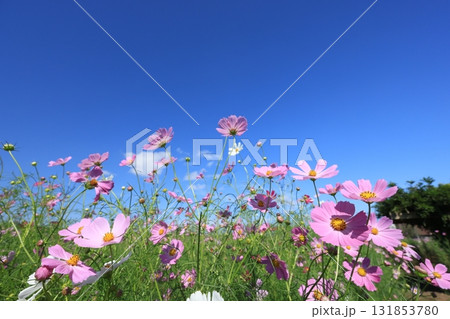 コスモス4476 131853780