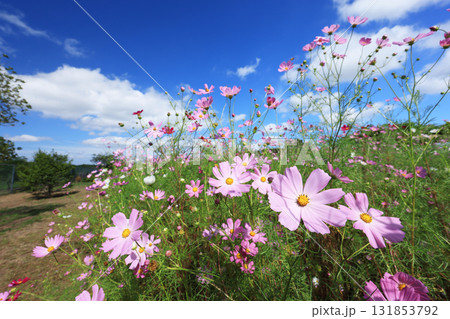 コスモス4526 131853792