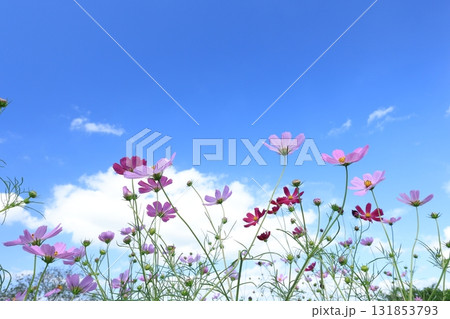 コスモス4534 コスモス4534 131853793