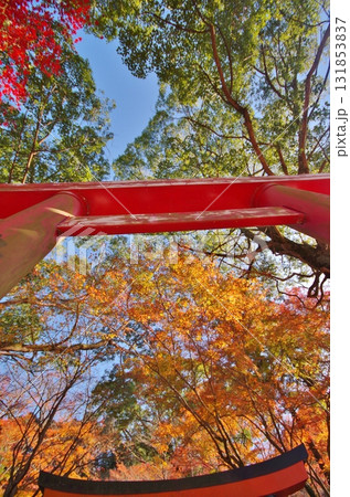 太宰府市 紅葉の竃門神社境内の紅葉 太宰府市 紅葉の竃門神社境内の紅葉 131853837