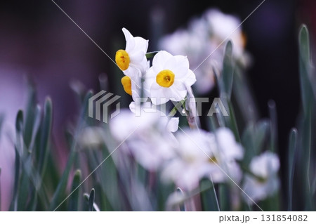 白い水仙の花 白い水仙の花 131854082