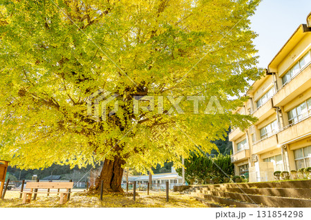 三重県南伊勢町　黄金色に輝く旧穂原小学校の大銀杏 131854298