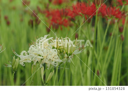 白いヒガンバナと赤いヒガンバナ 白いヒガンバナと赤いヒガンバナ 131854328