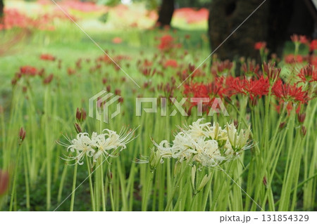 赤いヒガンバナと白いヒガンバナ 131854329