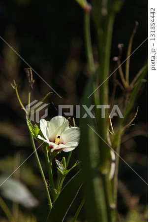 里山の秋 131854442